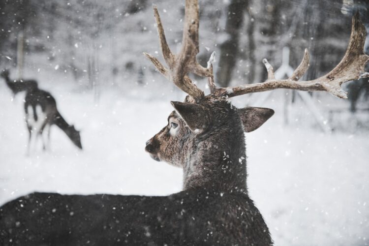 Cervidé dans la neige (Source : Pexels, Annika Therfeld)