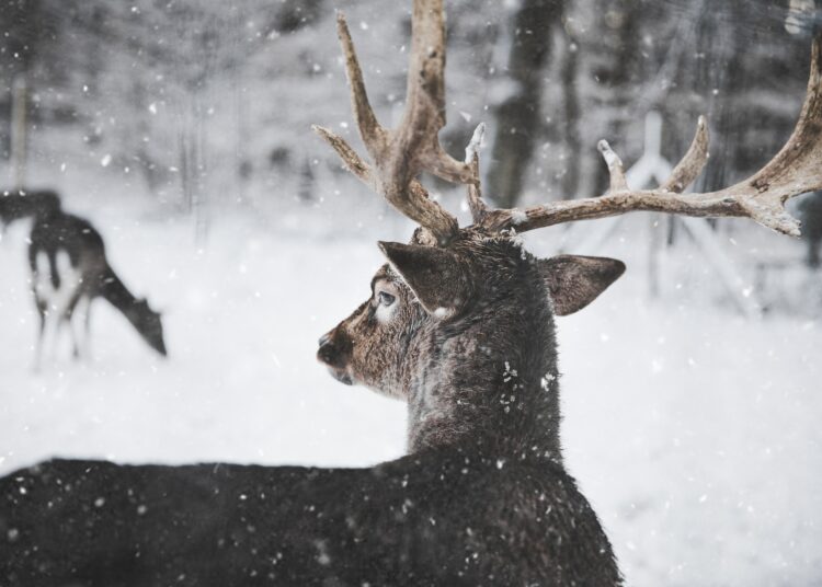 Cervidé dans la neige (Source : Pexels, Annika Therfeld)