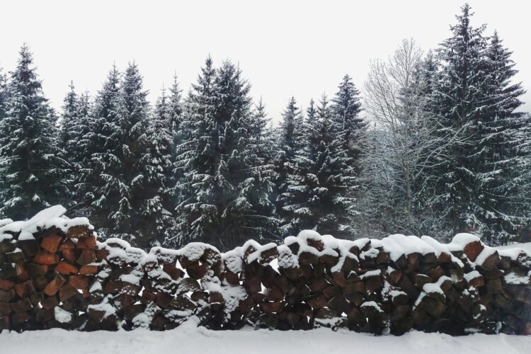 Forêt de sapins (source: Pexels)
