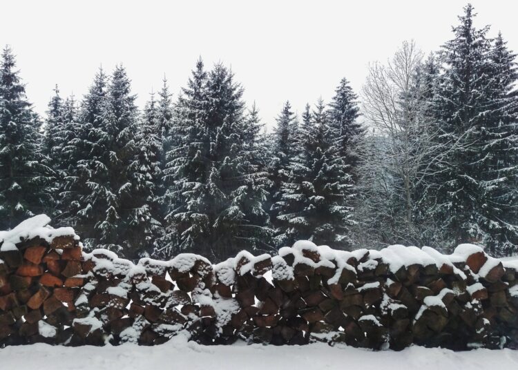 Forêt de sapins (source: Pexels)